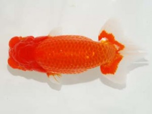 日本らんちう協会　第101回横浜観魚会品評大会　立行司　永野勝治　市原