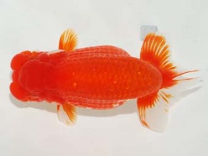 日本らんちう協会　第101回横浜観魚会品評大会　取締一　田村　智　横浜