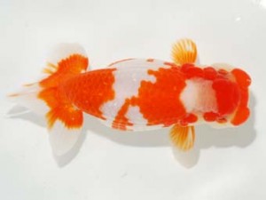 日本らんちう協会　第101回横浜観魚会品評大会　取締二　勝呂鉄朗　川崎