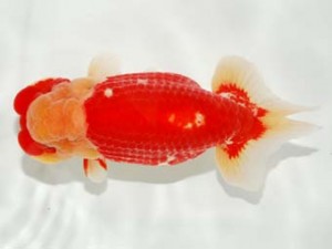 日本らんちう協会　第101回横浜観魚会品評大会　東大関　矢作雄一　横浜