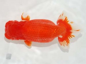 日本らんちう協会　第101回横浜観魚会品評大会　西大関　矢作雄一　横浜