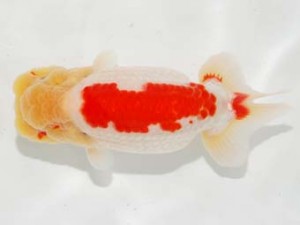 日本らんちう協会　第101回横浜観魚会品評大会　立行司　勝呂鉄朗　川崎