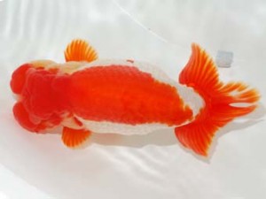 日本らんちう協会　第101回横浜観魚会品評大会　取締一　井ヶ田芳郎　横浜