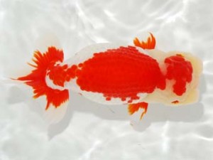 日本らんちう協会　第101回横浜観魚会品評大会　取締二　林　明輝　横須賀