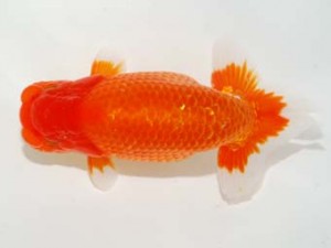 日本らんちう協会　第101回横浜観魚会品評大会　東大関　吉野美文　市原