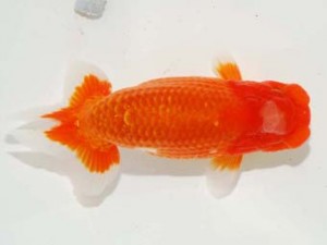 日本らんちう協会　第101回横浜観魚会品評大会　立行司　藤川直子　横浜