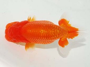 日本らんちう協会　第101回横浜観魚会品評大会　取締一　渡辺徹夫　市原