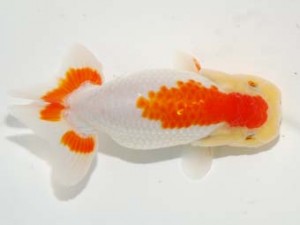 日本らんちう協会　第101回横浜観魚会品評大会　取締二　川合実次　三島
