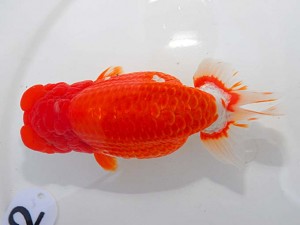 第55回岡山錦鱗会秋季らんちゅう品評大会　西大関　柏野正彦　児島