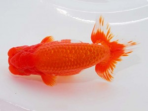 第55回岡山錦鱗会秋季らんちゅう品評大会　立行司　川村和己　高知