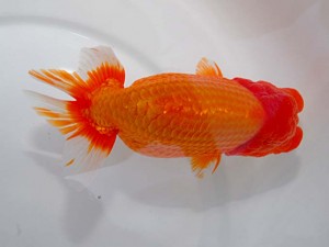 第55回岡山錦鱗会秋季らんちゅう品評大会　西大関　阿藻一義　笠岡