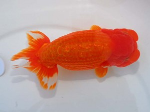第55回岡山錦鱗会秋季らんちゅう品評大会　取締一　南堀満良　小豆島