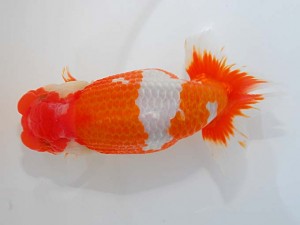 第55回岡山錦鱗会秋季らんちゅう品評大会　取締二　末光　亨　宇和島