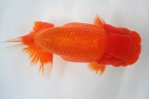 日本らんちう協会　第17回尾張優魚会品評大会 東大関　立松大介　津島