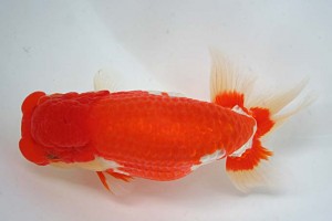 日本らんちう協会　第17回尾張優魚会品評大会 東大関　立松大介　津島