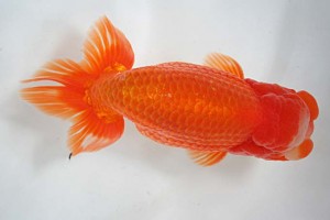 日本らんちう協会　第17回尾張優魚会品評大会 東大関　立松大介　津島