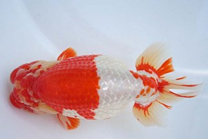 日本らんちう協会　第17回尾張優魚会品評大会 東大関　立松大介　津島