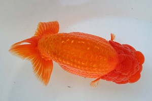 日本らんちう協会　第17回尾張優魚会品評大会 東大関　立松大介　津島