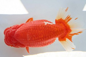 日本らんちう協会　第17回尾張優魚会品評大会 東大関　立松大介　津島