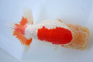 日本らんちう協会　第17回尾張優魚会品評大会 東大関　立松大介　津島