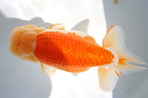 日本らんちう協会　第17回尾張優魚会品評大会 東大関　立松大介　津島