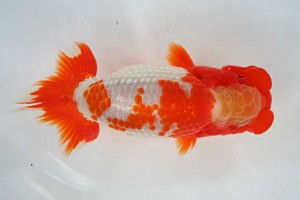 日本らんちう協会　第17回尾張優魚会品評大会 東大関　立松大介　津島