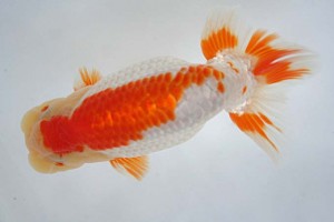 日本らんちう協会　第17回尾張優魚会品評大会 東大関　立松大介　津島