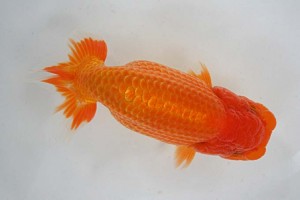 日本らんちう協会　第17回尾張優魚会品評大会 東大関　立松大介　津島