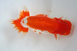 日本らんちう協会　第17回尾張優魚会品評大会 東大関　立松大介　津島