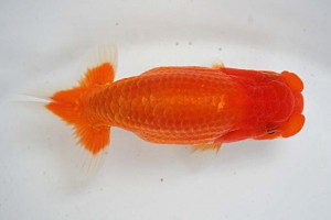 日本らんちう協会　第17回尾張優魚会品評大会 東大関　立松大介　津島