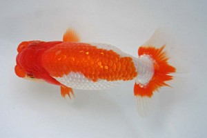 日本らんちう協会　第17回尾張優魚会品評大会 東大関　立松大介　津島