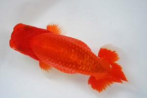 日本らんちう協会　第17回尾張優魚会品評大会 東大関　立松大介　津島