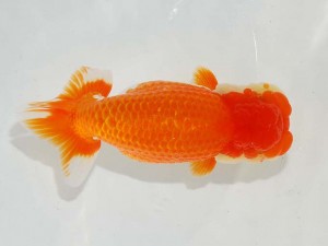 日本らんちう協会　東部本部所属支部合同品評大会　東大関　丸山克昌　足柄らんちう会