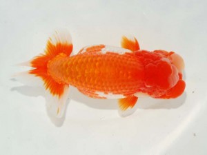 日本らんちう協会　東部本部所属支部合同品評大会　西大関　松田　勝　個人参加