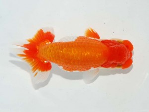 日本らんちう協会　東部本部所属支部合同品評大会　立行司　安中　浩　楽友会