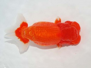 日本らんちう協会　東部本部所属支部合同品評大会　東大関　松田　勝　個人参加