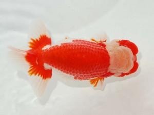 日本らんちう協会　東部本部所属支部合同品評大会　西大関　柿沼　佐吉　両毛愛魚会