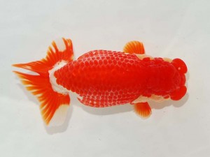 日本らんちう協会　東部本部所属支部合同品評大会　立行司　安田　正伯　横浜観魚会