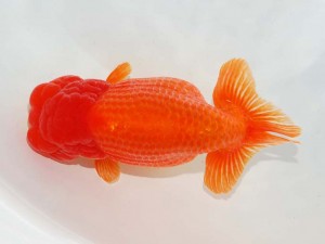 日本らんちう協会　東部本部所属支部合同品評大会　取締一　深作正博　観魚会