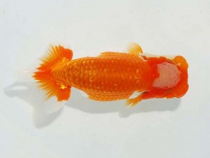 日本らんちう協会　東部本部所属支部合同品評大会　東大関　齋藤一成　観魚会