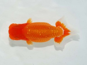 日本らんちう協会　東部本部所属支部合同品評大会　西大関　矢ヶ崎伸司　楽友会