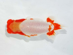 日本らんちう協会　東部本部所属支部合同品評大会　立行司　柿沼佐吉　両毛愛魚会