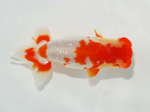 日本らんちう協会　東部本部所属支部合同品評大会　取締一　村田祐則　横浜観魚会