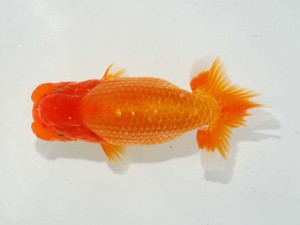 日本らんちう協会　東部本部所属支部合同品評大会　取締二　白根　勇　個人参加