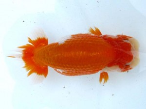 日本らんちう協会　第65回愛魚会品評大会 東大関　内田 實　草加市