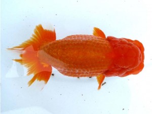 日本らんちう協会　第65回愛魚会品評大会 西大関　林 和明　足立区