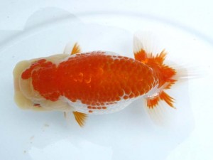 日本らんちう協会　第65回愛魚会品評大会 取締二　木村文夫　葛飾区