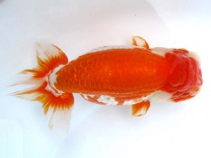 日本らんちう協会　第65回愛魚会品評大会 東大関　布川幸一郎　浦安市