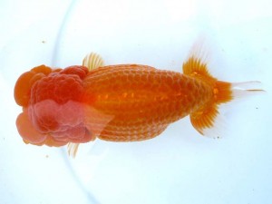 日本らんちう協会　第第65回愛魚会品評大会 立行司　勝田育生　佐倉市