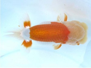 日本らんちう協会　第65回愛魚会品評大会 取締一　林 和明　足立区